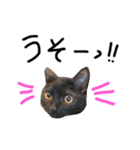 くろねこやまちゃん（個別スタンプ：24）