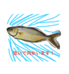 魚三昧ver6（個別スタンプ：4）