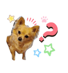 ナナちゃんスタンプ【よく使うワン③】（個別スタンプ：4）
