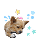 ナナちゃんスタンプ【よく使うワン③】（個別スタンプ：11）