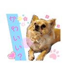 ナナちゃんスタンプ【よく使うワン③】（個別スタンプ：21）