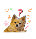 ナナちゃんスタンプ【よく使うワン③】（個別スタンプ：22）