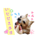 ナナちゃんスタンプ【よく使うワン③】（個別スタンプ：24）