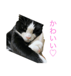ハチワレめいちゃん23（個別スタンプ：3）