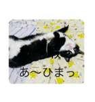 ハチワレめいちゃん23（個別スタンプ：7）