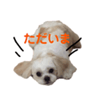 寂しがり屋ももちゃん3（個別スタンプ：2）