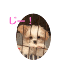 寂しがり屋ももちゃん3（個別スタンプ：3）