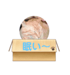 動物たちのスタンプ Ver．2（個別スタンプ：8）