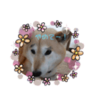 動物たちのスタンプ Ver．2（個別スタンプ：17）