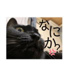 黒猫のcooさん2（個別スタンプ：1）
