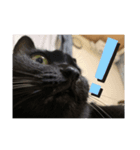 黒猫のcooさん2（個別スタンプ：2）
