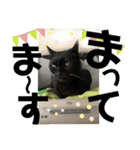 黒猫のcooさん2（個別スタンプ：3）