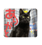 黒猫のcooさん2（個別スタンプ：4）
