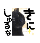 黒猫のcooさん2（個別スタンプ：5）