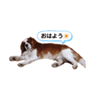 ましゃ（きゃばりあ）（個別スタンプ：1）