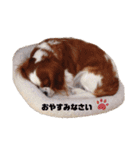 ましゃ（きゃばりあ）（個別スタンプ：3）