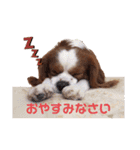 ましゃ（きゃばりあ）（個別スタンプ：4）