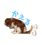 ましゃ（きゃばりあ）（個別スタンプ：7）