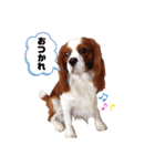 ましゃ（きゃばりあ）（個別スタンプ：8）