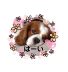 ましゃ（きゃばりあ）（個別スタンプ：13）