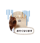 ましゃ（きゃばりあ）（個別スタンプ：21）