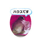 ましゃ（きゃばりあ）（個別スタンプ：25）