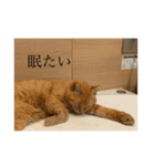 オバラ家（個別スタンプ：6）
