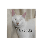 オバラ家（個別スタンプ：10）