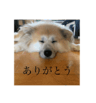 オバラ家（個別スタンプ：11）