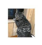 オバラ家（個別スタンプ：15）