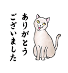 ねこちゃんいっぱい7 敬語毛筆（個別スタンプ：5）