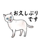 ねこちゃんいっぱい7 敬語毛筆（個別スタンプ：21）