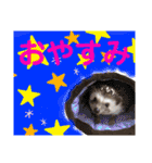 ハリネズミ うぶぅの色々使えるスタンプ1（個別スタンプ：3）