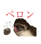 ハリネズミ うぶぅの色々使えるスタンプ1（個別スタンプ：9）