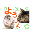 ハリネズミ うぶぅの色々使えるスタンプ1（個別スタンプ：10）