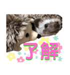 ハリネズミ うぶぅの色々使えるスタンプ1（個別スタンプ：25）