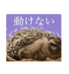 ハリネズミ うぶぅの色々使えるスタンプ1（個別スタンプ：33）