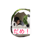 かわまんスタンプ（個別スタンプ：6）