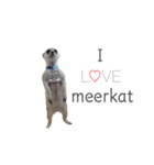 meerkat♡toto（個別スタンプ：1）