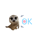 meerkat♡toto（個別スタンプ：3）