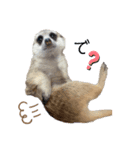 meerkat♡toto（個別スタンプ：6）