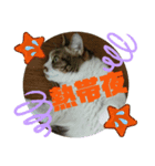 ナナエモン④夏っぽい（個別スタンプ：7）