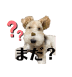 ワイヤーフォックステリアのレオ（個別スタンプ：4）