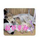 ワイヤーフォックステリアのレオ（個別スタンプ：6）
