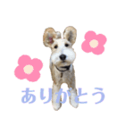 ワイヤーフォックステリアのレオ（個別スタンプ：13）