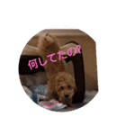 ボブだよ（個別スタンプ：6）
