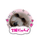 ボブだよ（個別スタンプ：7）