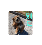 ごんざえもんスタンプ①（個別スタンプ：7）