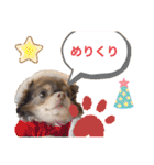 イザベラチワワのノエルちゃん（個別スタンプ：1）