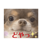 イザベラチワワのノエルちゃん（個別スタンプ：3）
